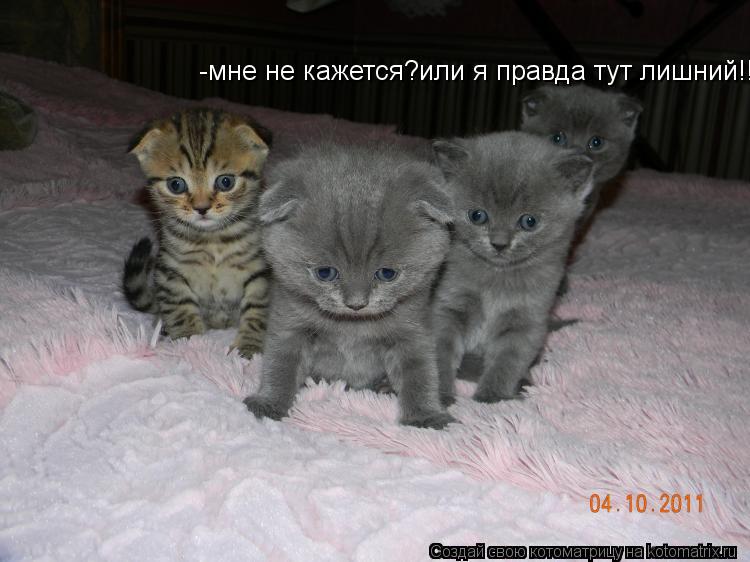 Котоматрица: -мне не кажется?или я правда тут лишний!!!