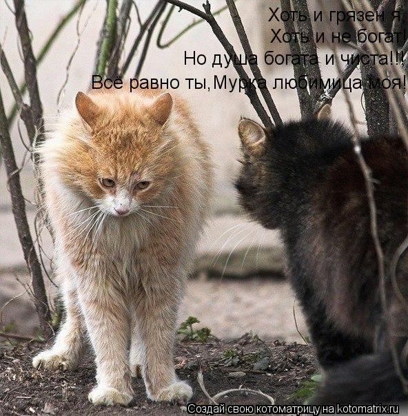 Котоматрица: Хоть и грязен я, Хоть и не богат!!! Но душа богата и чиста!!! Всё равно ты,Мурка любимица моя!