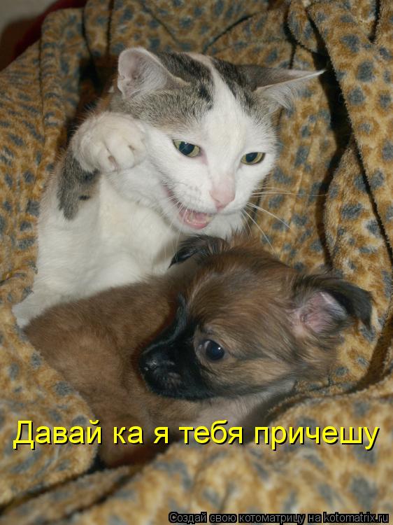 Давай ка я тебя причешу... Котоматрица: Давай ка я тебя причешу