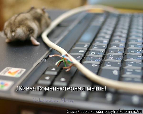 Котоматрица: Живая комьпьютерная мышь!