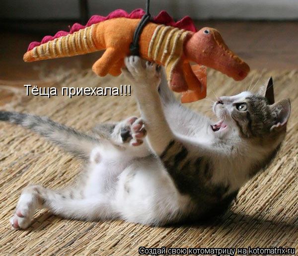 Тёща приехала!!!... Котоматрица: Тёща приехала!!!