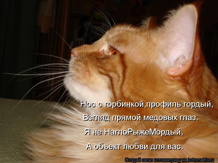 Нос с горбинкой,профиль гордый, Взгляд прямой медовых глаз. Я не НаглоРыжеМордый, А объект любви для ... Котоматрица: Нос с горбинкой,профиль гордый, Взгляд прямой медовых глаз. Я не НаглоРыжеМордый, А объект любви для вас.