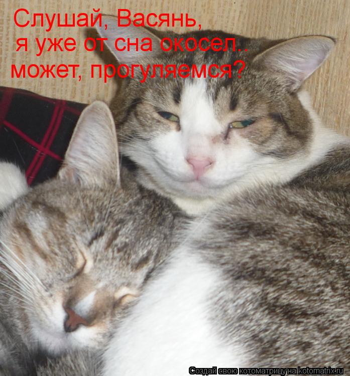 Слушай, Васянь, я уже от сна окосел.. может, прогуляемся?... Котоматрица: Слушай, Васянь, я уже от сна окосел.. может, прогуляемся?