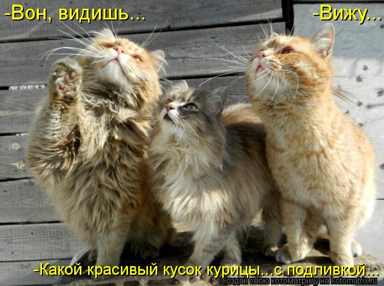 -Вон, видишь... -Вижу... -Какой красивый кусок курицы...с подливкой...... Котоматрица: -Вон, видишь... -Вижу... -Какой красивый кусок курицы...с подливкой...
