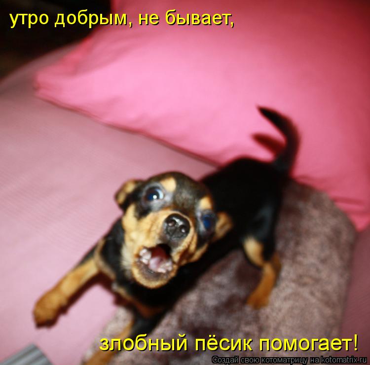 утро добрым, не бывает, злобный пёсик помогает!... Котоматрица: утро добрым, не бывает, злобный пёсик помогает!