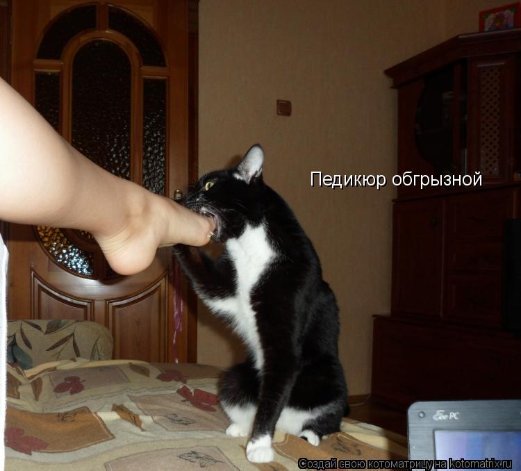 Педикюр обгрызной... Котоматрица: Педикюр обгрызной