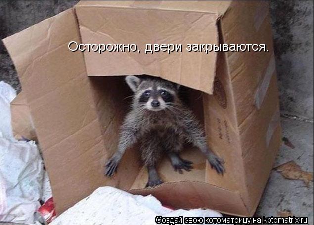 Котоматрица: Осторожно, двери закрываются.