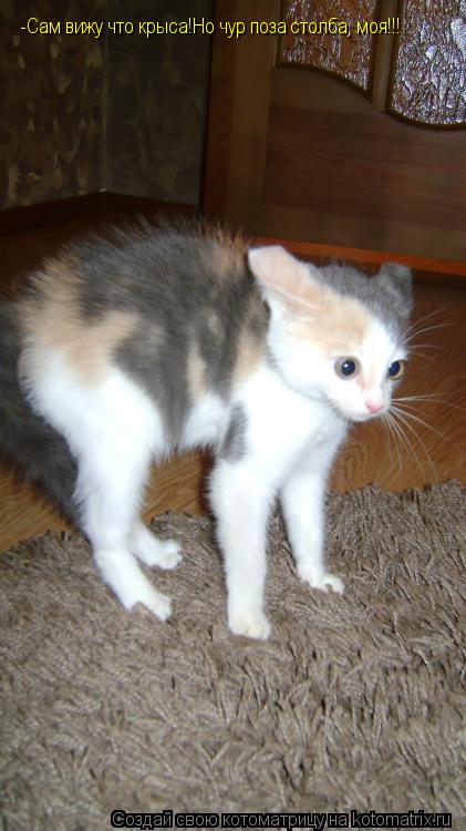 Котоматрица: -Сам вижу что крыса!Но чур поза столба, моя!!!