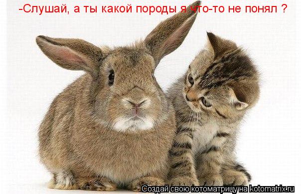 -Слушай, а ты какой породы я что-то не понял ?... Котоматрица: -Слушай, а ты какой породы я что-то не понял ?