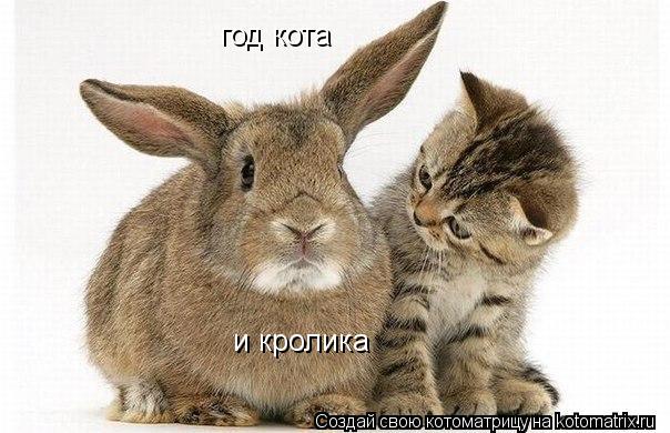 Котоматрица: год кота и кролика