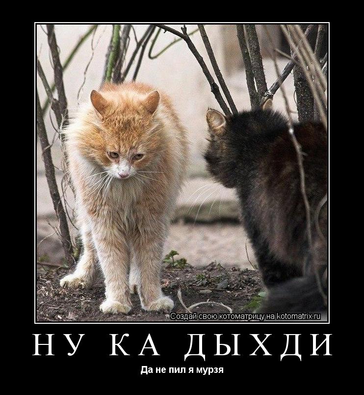Котоматрица: Ну ка дыхди Да не пил я мурзя