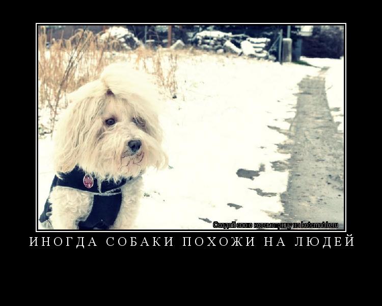 Иногда собаки похожи на людей ... Котоматрица: Иногда собаки похожи на людей
