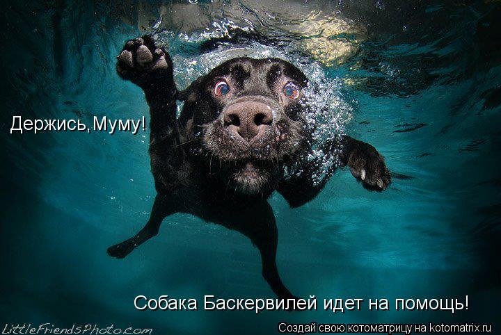 Держись,Муму! Собака Баскервилей идет на помощь!... Котоматрица: Держись,Муму! Собака Баскервилей идет на помощь!