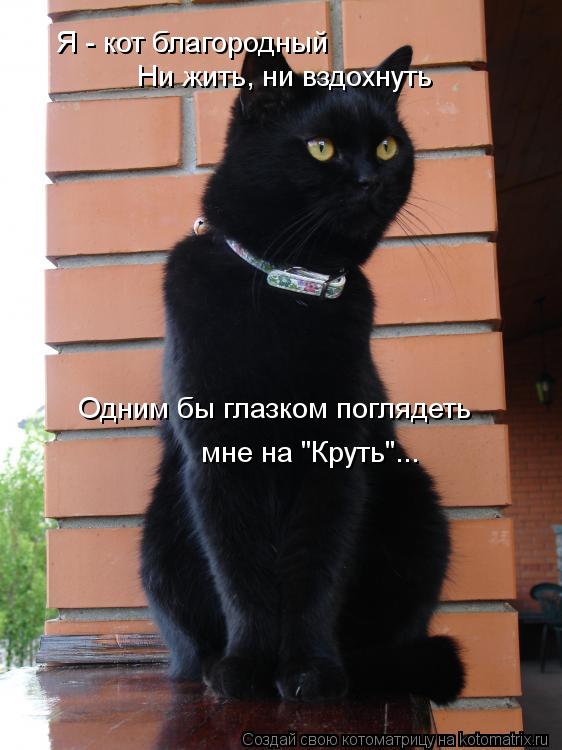 Я - кот благородный Ни жить, ни вздохнуть Одним бы глазком поглядеть мне на "Круть"...... Котоматрица: Я - кот благородный Ни жить, ни вздохнуть Одним бы глазком поглядеть мне на "Круть"...