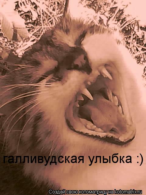 галливудская улыбка :)... Котоматрица: галливудская улыбка :)