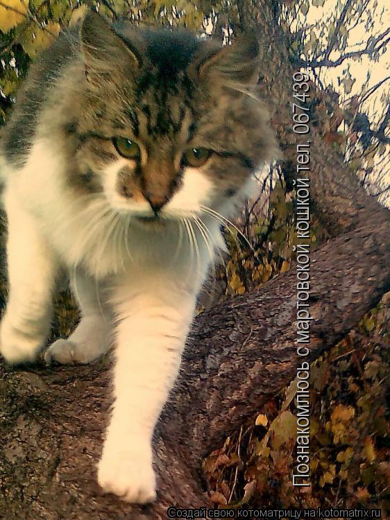Познакомлюсь с мартовской кошкой тел. 067439...... Котоматрица: Познакомлюсь с мартовской кошкой тел. 067439...