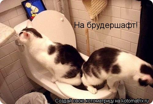 На брудершафт!... Котоматрица: На брудершафт!