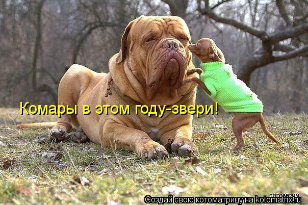 Комары в этом году-звери!... Котоматрица: Комары в этом году-звери!