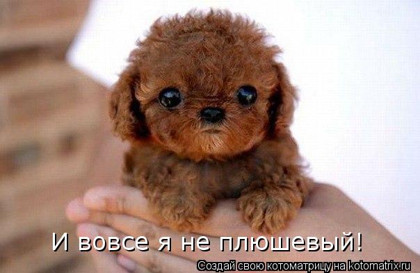 И вовсе я не плюшевый!... Котоматрица: И вовсе я не плюшевый!