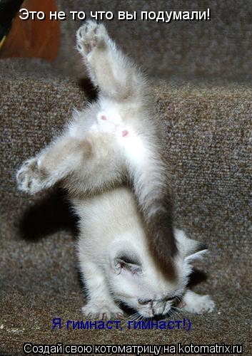 Это не то что вы подумали! Я гимнаст, гимнаст!)... Котоматрица: Это не то что вы подумали! Я гимнаст, гимнаст!)