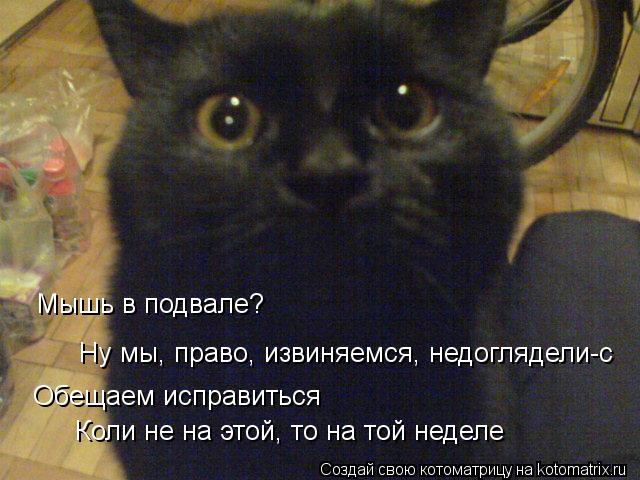 Мышь в подвале? Ну мы, право, извиняемся, недоглядели-с Обещаем исправиться Коли не на этой, то на то... Котоматрица: Мышь в подвале? Ну мы, право, извиняемся, недоглядели-с Обещаем исправиться Коли не на этой, то на той неделе