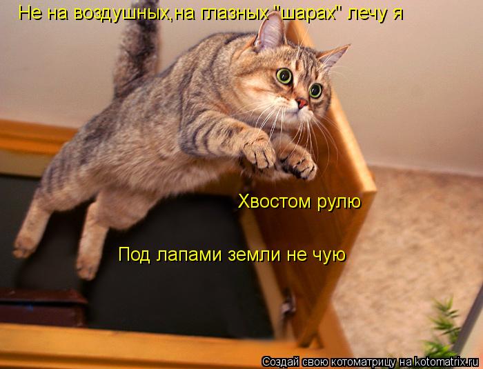 Хвостом рулю Под лапами земли не чую Не на воздушных,на глазных "шарах" лечу я... Котоматрица: Хвостом рулю Под лапами земли не чую Не на воздушных,на глазных "шарах" лечу я