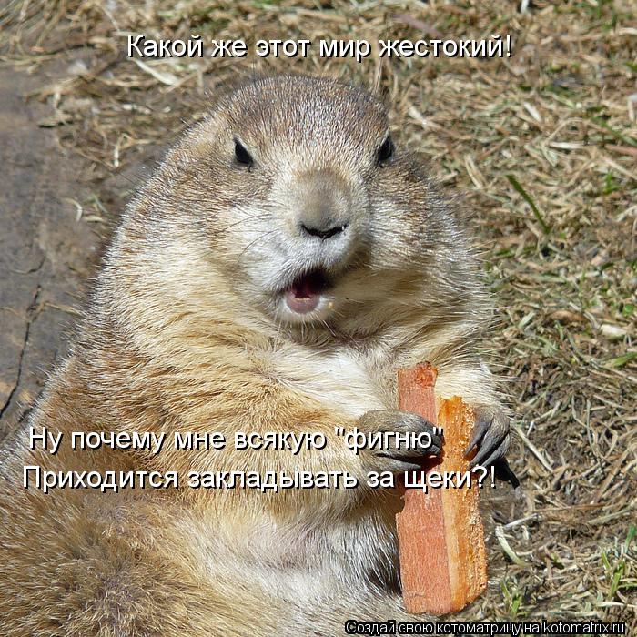 Какой же этот мир жестокий! Ну почему мне всякую "фигню" Приходится закладывать за щеки?!... Котоматрица: Какой же этот мир жестокий! Ну почему мне всякую "фигню" Приходится закладывать за щеки?!