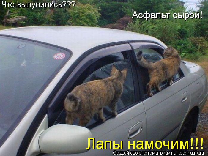 Что вылупились??? Асфальт сырой! Лапы намочим!!!... Котоматрица: Что вылупились??? Асфальт сырой! Лапы намочим!!!