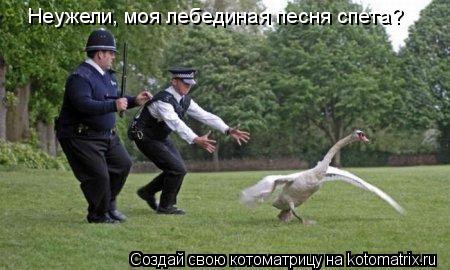 Неужели, моя лебединая песня спета?... Котоматрица: Неужели, моя лебединая песня спета?
