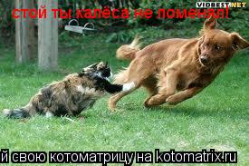 стой ты калёса не поменял!... Котоматрица: стой ты калёса не поменял!