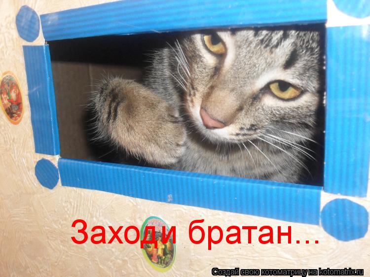 Заходи братан...... Котоматрица: Заходи братан...