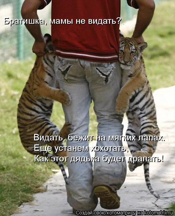 Братишка, мамы не видать? Видать, бежит на мягких лапах. Еще устанем хохотать, Как этот дядька будет ... Котоматрица: Братишка, мамы не видать? Видать, бежит на мягких лапах. Еще устанем хохотать, Как этот дядька будет драпать!