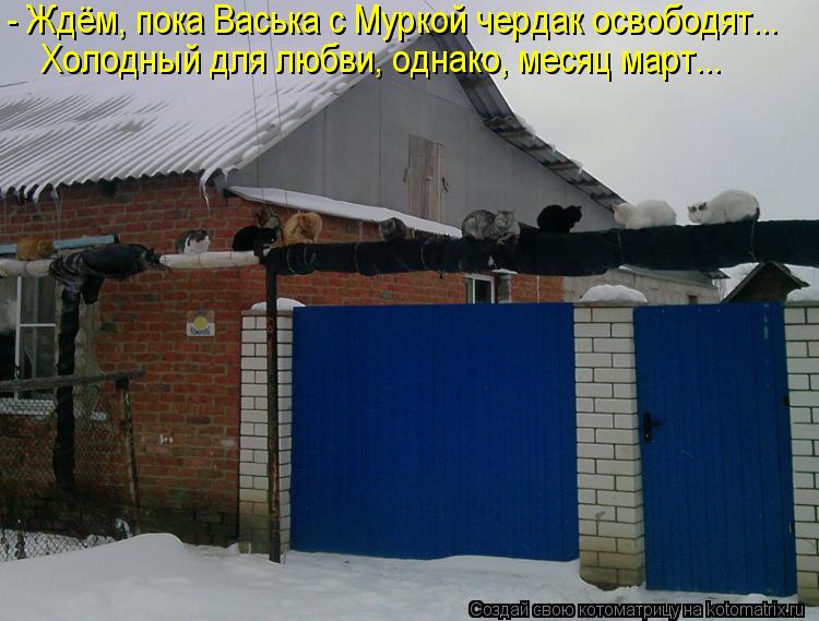 Котоматрица: - Ждём, пока Васька с Муркой чердак освободят... Холодный для любви, однако, месяц март...