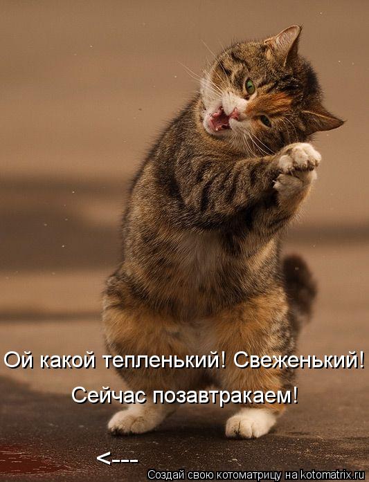 <--- Ой какой тепленький! Свеженький! Сейчас позавтракаем!... Котоматрица: <--- Ой какой тепленький! Свеженький! Сейчас позавтракаем!