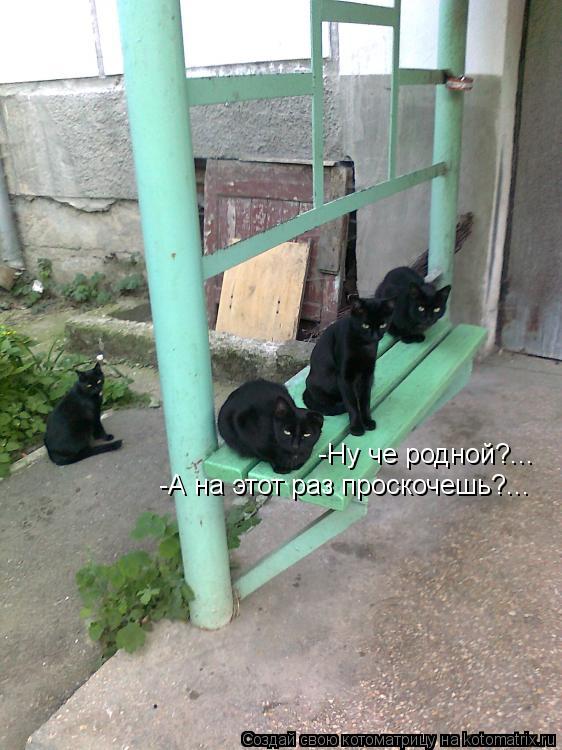-Ну че родной?... -А на этот раз проскочешь?...... Котоматрица: -Ну че родной?... -А на этот раз проскочешь?...