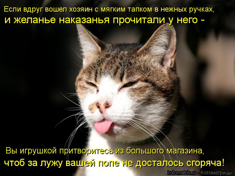 Вы игрушкой притворитесь из большого магазина, Если вдруг вошел хозяин с мягким тапком в нежных ручк... Котоматрица: Вы игрушкой притворитесь из большого магазина, Если вдруг вошел хозяин с мягким тапком в нежных ручках, и желанье наказанья прочитали у не