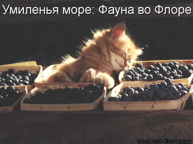 Умиленья море: Фауна во Флоре!... Котоматрица: Умиленья море: Фауна во Флоре!