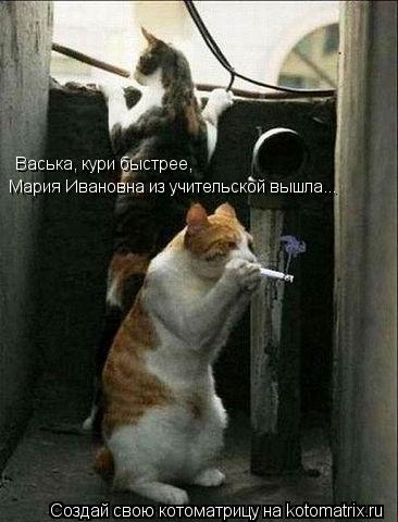 Мария Ивановна из учительской вышла... Васька, кури быстрее,... Котоматрица: Мария Ивановна из учительской вышла... Васька, кури быстрее,
