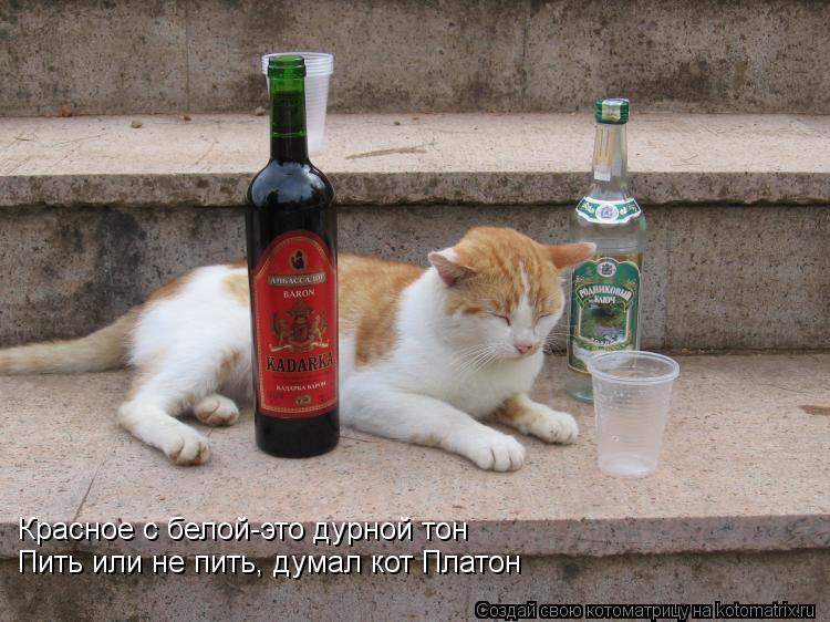 Красное с белой-это дурной тон Пить или не пить, думал кот Платон... Котоматрица: Красное с белой-это дурной тон Пить или не пить, думал кот Платон