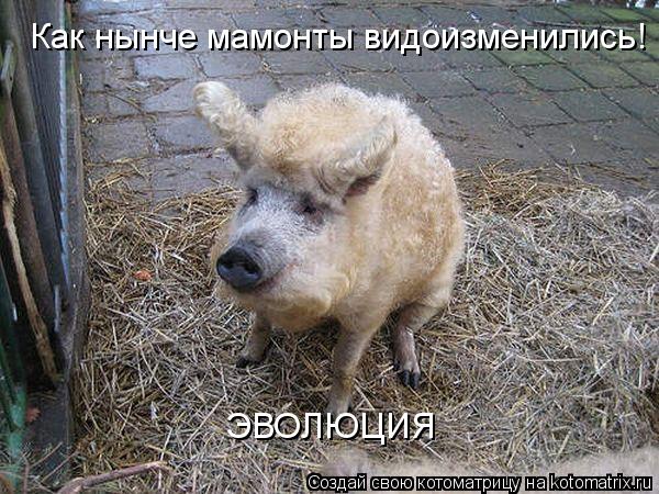 Как нынче мамонты видоизменились! ЭВОЛЮЦИЯ... Котоматрица: Как нынче мамонты видоизменились! ЭВОЛЮЦИЯ