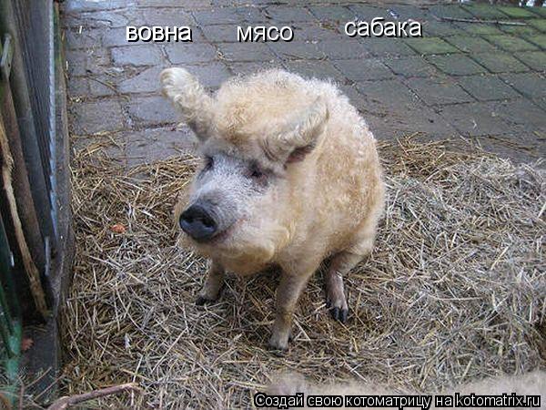 і вовна і вовна і мясо сабака... Котоматрица: і вовна і вовна і мясо сабака