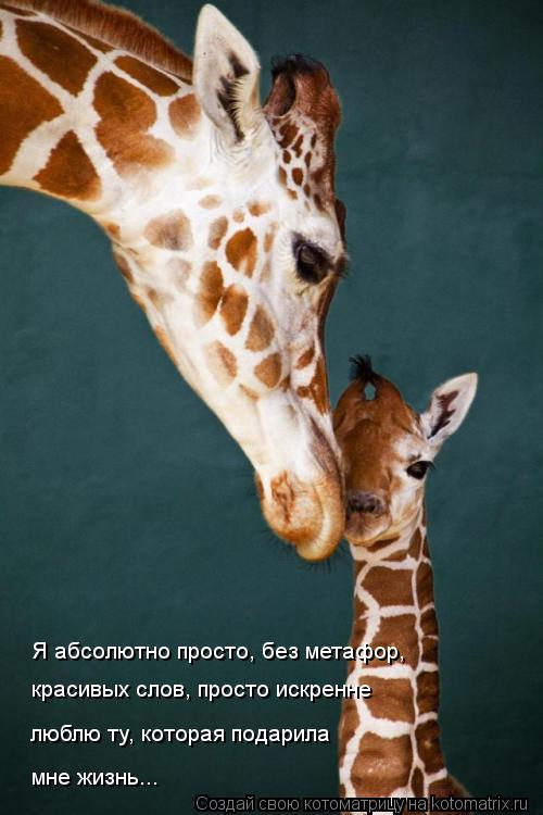 Я абсолютно просто, без метафор, красивых слов, просто искренне люблю ту, которая подарила мне жизнь... Котоматрица: Я абсолютно просто, без метафор, красивых слов, просто искренне люблю ту, которая подарила мне жизнь...