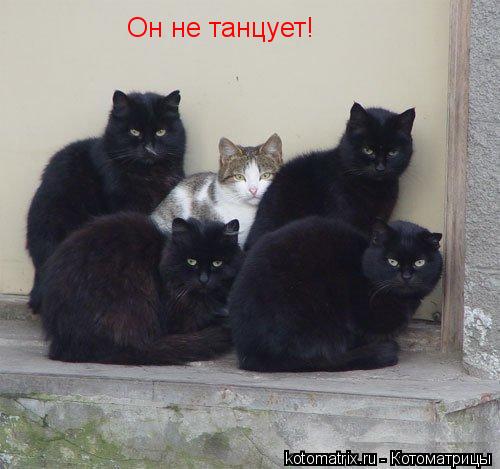 Он не танцует!... Котоматрица: Он не танцует!