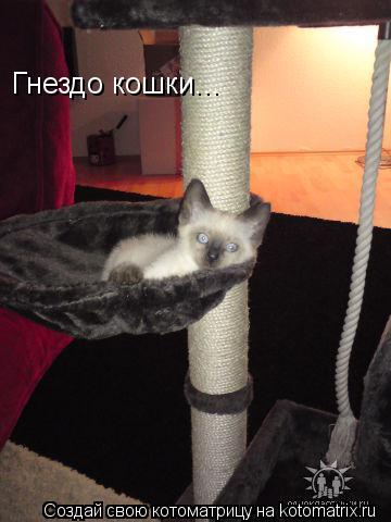 Гнездо кошки...... Котоматрица: Гнездо кошки...