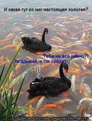 И какая тут из них настоящая золотая? Тебе не все равно?! Загадывай, и так сойдет...... Котоматрица: И какая тут из них настоящая золотая? Тебе не все равно?! Загадывай, и так сойдет...