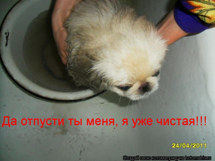 Да отпусти ты меня, я уже чистая!!!... Котоматрица: Да отпусти ты меня, я уже чистая!!!