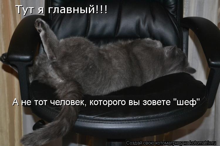 Тут я главный!!! А не тот человек, которого вы зовете "шеф"... Котоматрица: Тут я главный!!! А не тот человек, которого вы зовете "шеф"