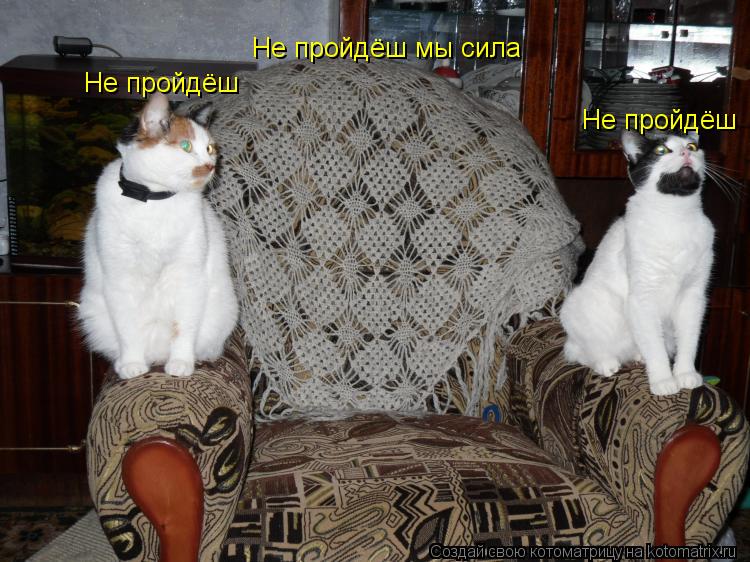 Не пройдёш мы сила Не пройдёш Не пройдёш... Котоматрица: Не пройдёш мы сила Не пройдёш Не пройдёш