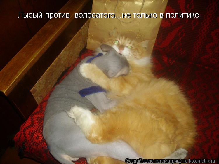 Лысый против волосатого...не только в политике.... Котоматрица: Лысый против волосатого...не только в политике.