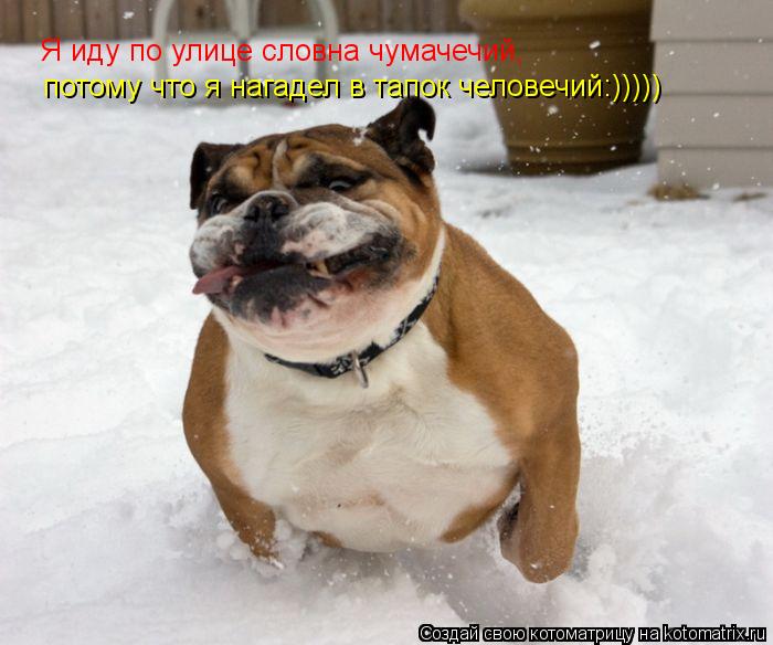 Я иду по улице словна чумачечий, потому что я нагадел в тапок человечий:)))))... Котоматрица: Я иду по улице словна чумачечий, потому что я нагадел в тапок человечий:)))))